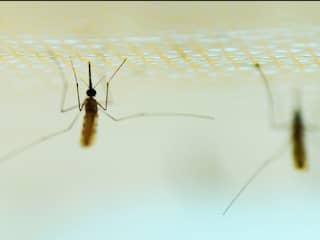 Blauwe vloeistof bestrijdt malariaparasiet met 'ongekende snelheid'