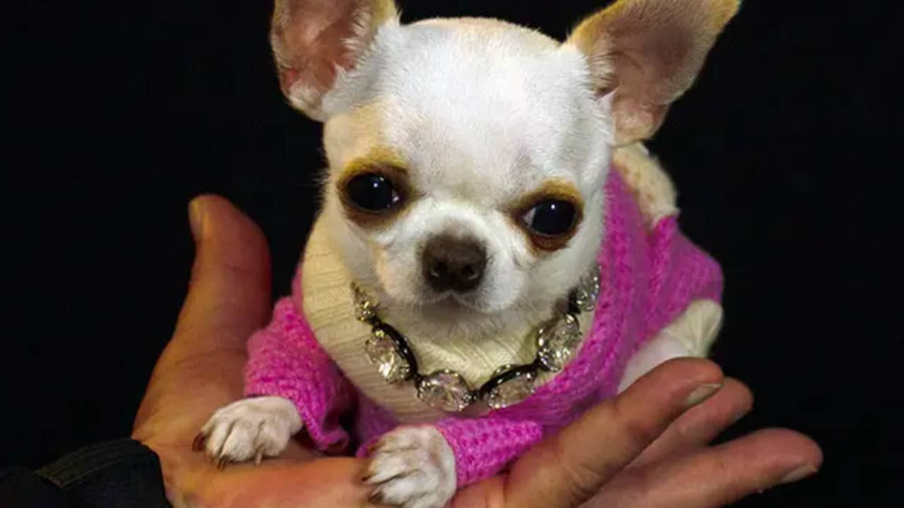 Pearl, the world’s smallest dog, is smaller than a popsicle stick Animals
