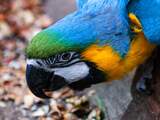 OM eist tot een jaar cel voor oplichting met geverfde papegaaien