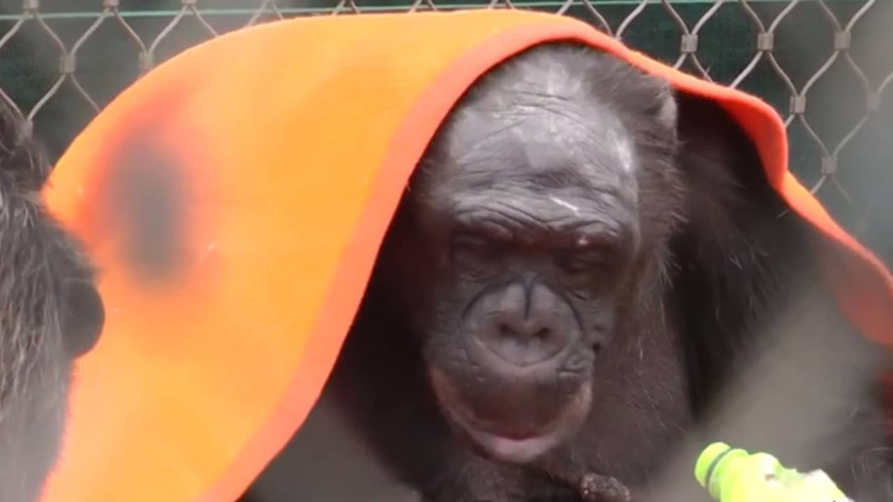 Beeld uit video: Chimpansee's van Stichting AAP dolblij met nieuwe dekens
