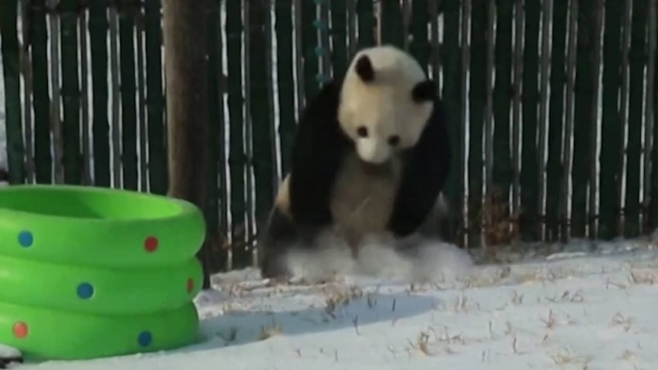 Dolblije panda speelt met versgevallen sneeuw in China