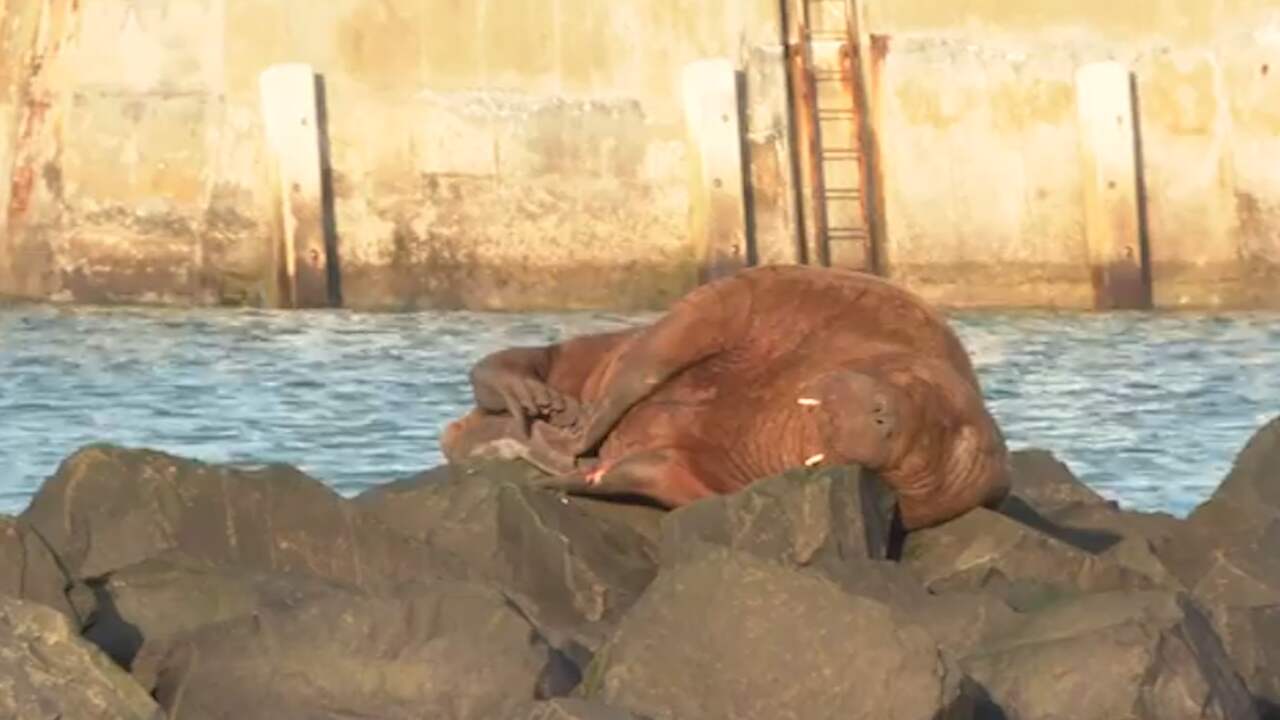 Beeld uit video: Inwoners Noord-Engeland spotten slapende walrus aan kust