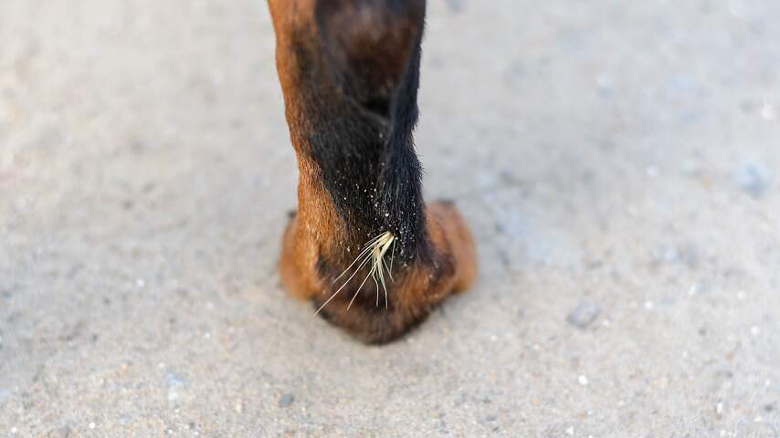Dierenartsen waarschuwen hondeneigenaren voor bloeiende grasaren