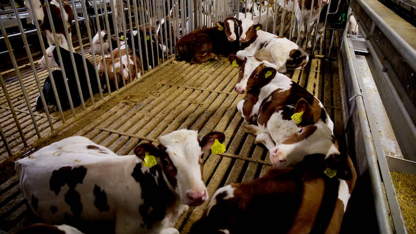 China staat import Nederlands kalfsvlees na jaren weer toe