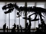 Voor 5 miljoen euro geveilde T. rex verdwijnt waarschijnlijk achter slot en grendel