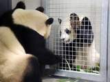 Reuzenpanda's Ouwehands hebben voor het eerst contact