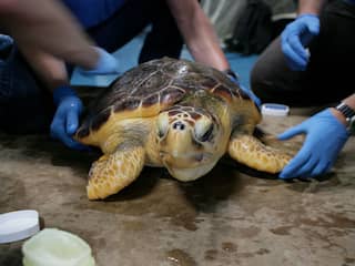 Vijf opgevangen schildpadden in Blijdorp overleden door te warm water