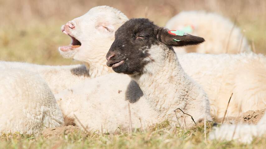 NUfoto 2015: Dieren