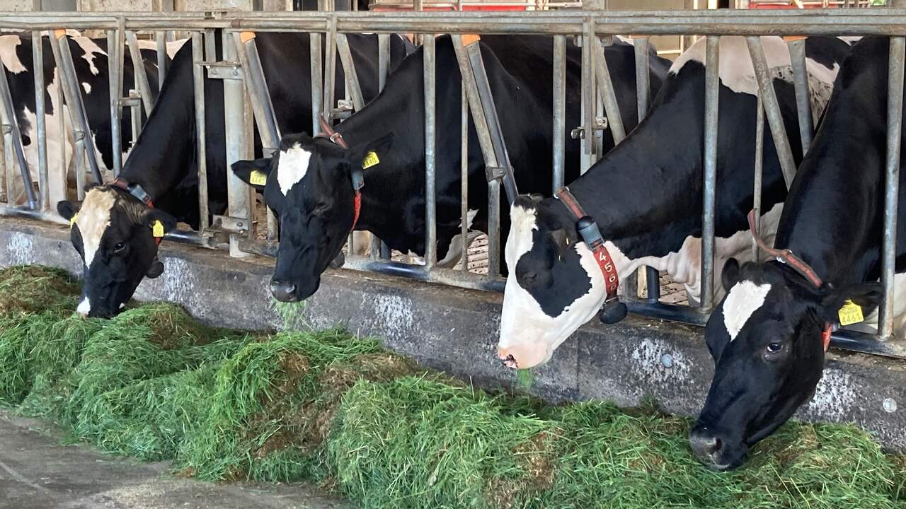 Helmers en Lukas houden 130 melkkoeien op hun boerderij in Giethoorn.