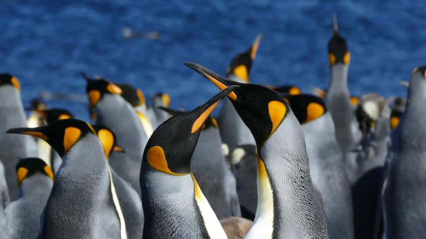 Poepende pinguïn blijkt lachgas uit te stoten, wetenschappers worden onwel