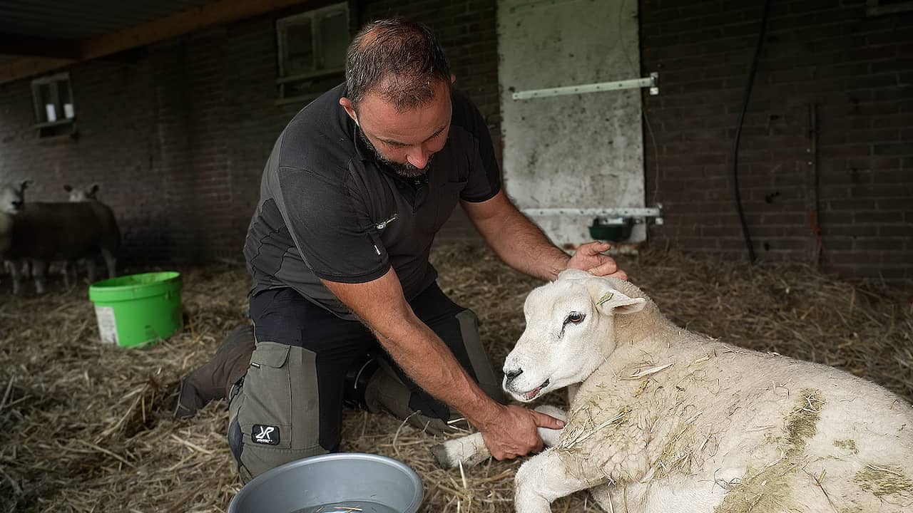 Beeld uit video: Blauwtong maakt schapenfokker Gerrit machteloos: 'Hopelijk haalt ze het'