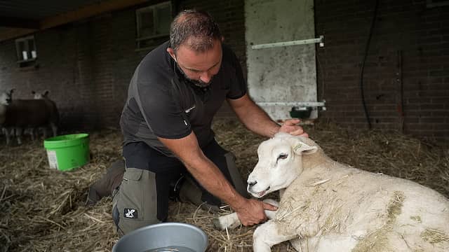 Blauwtong maakt schapenfokker Gerrit machteloos: 'Hopelijk haalt ze het'