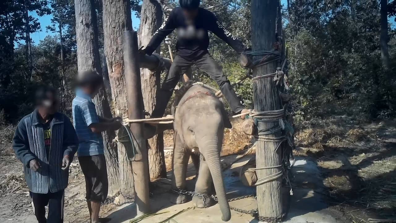 Beeld uit video: Beelden van wrede training babyolifanten in Thailand vrijgegeven