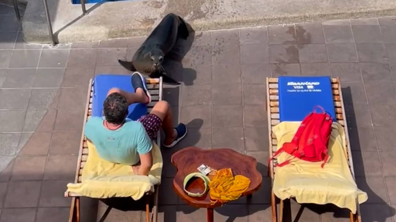 Beeld uit video: Brutale zeeleeuw steelt ligbedje aan het zwembad van toerist