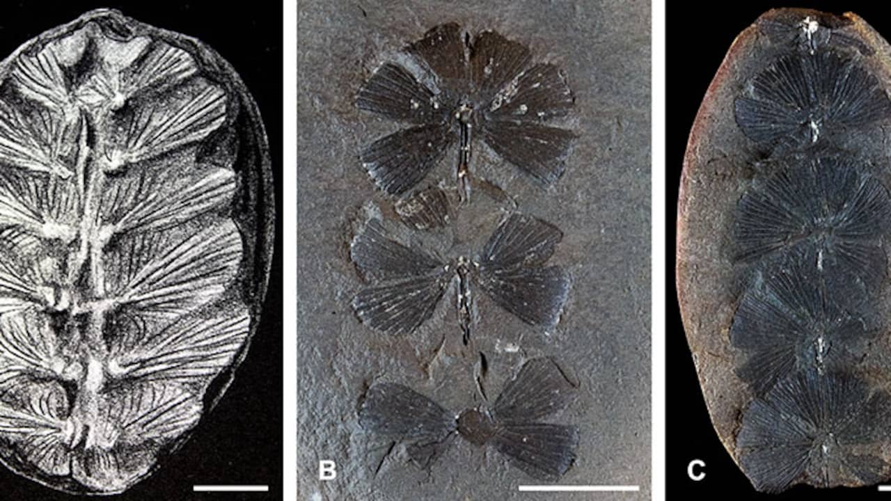 Fossil ‘plants’ turn out to be more than 100 million years old from baby turtles |  Sciences