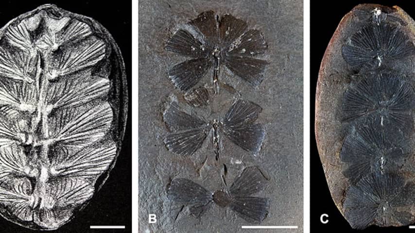 Fossiele 'planten' blijken ruim 100 miljoen jaar oude schildpadbaby's te zijn