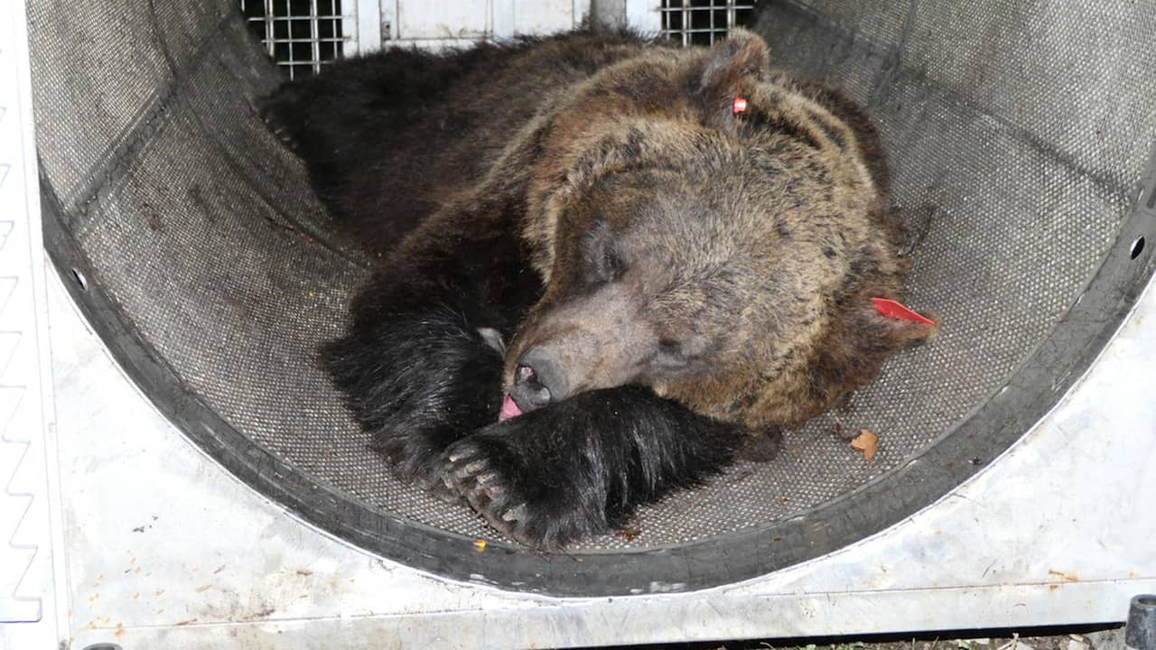 Gli “orsi problematici” italiani possono vivere in tribunale fino a dicembre |  All’estero