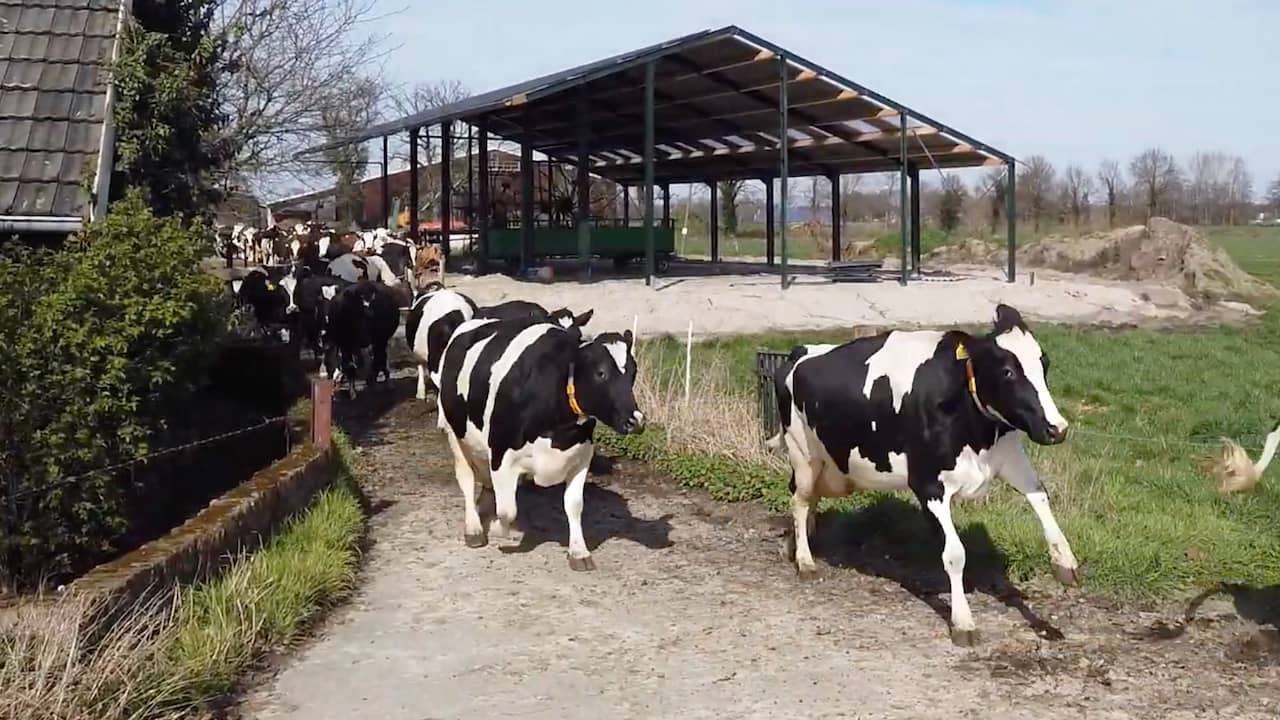 Beeld uit video: Koeien mogen wei in en maken bokkensprongen in het gras
