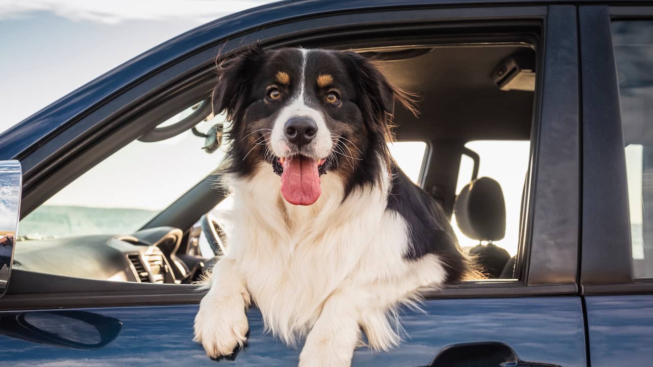 Levering Maak een naam temperen Wat je moet weten als je je hond meeneemt op autovakantie | NU - Het  laatste nieuws het eerst op NU.nl