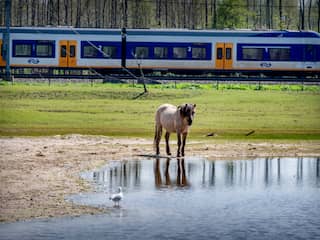 Minder treinen hebben vertraging als gevolg van dieren op het spoor