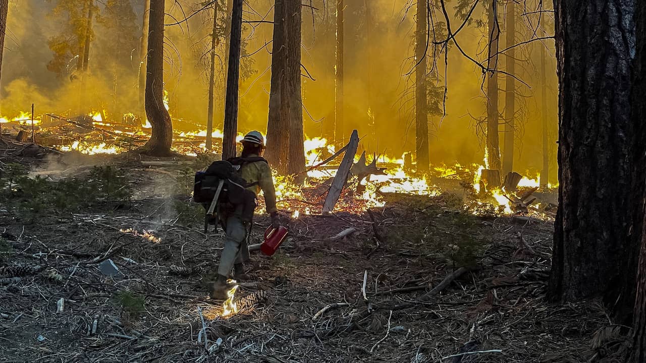 Wildfire in Yosemite National Park threatens thousands of years old giant trees |  NOW