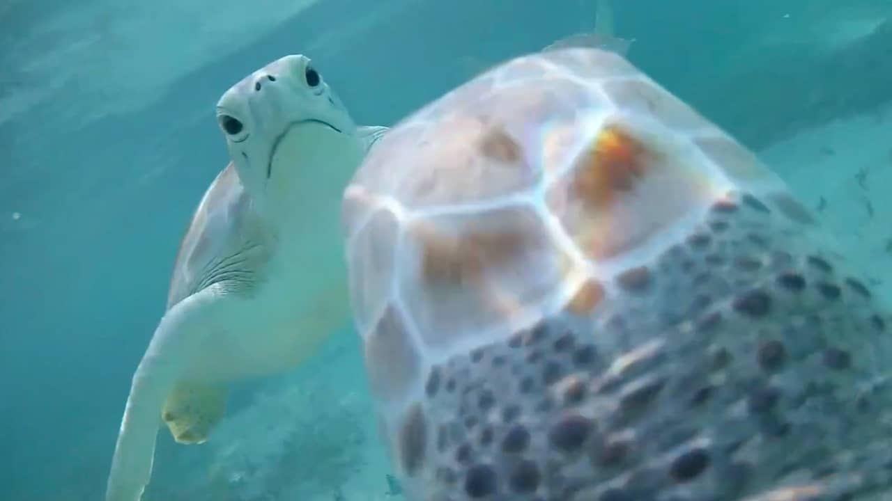 Beeld uit video: Toeristen maken wilde schildpadden agressief door ze te voeren