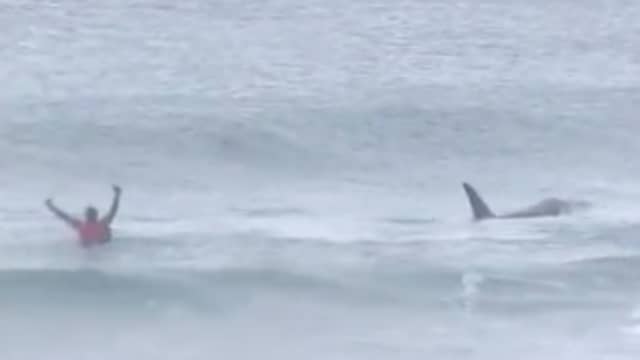 Orka's duiken op tijdens surfwedstrijd in Noorwegen