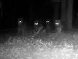 Wildcamera filmt roedel van negen wolven op Veluwe