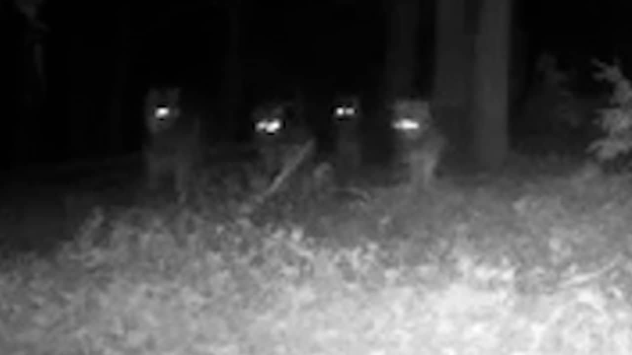 Beeld uit video: Wildcamera filmt roedel van negen wolven op Veluwe