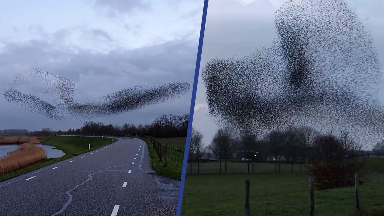 Beeld uit video: Duizenden spreeuwen geven show weg boven Overijssels dorp
