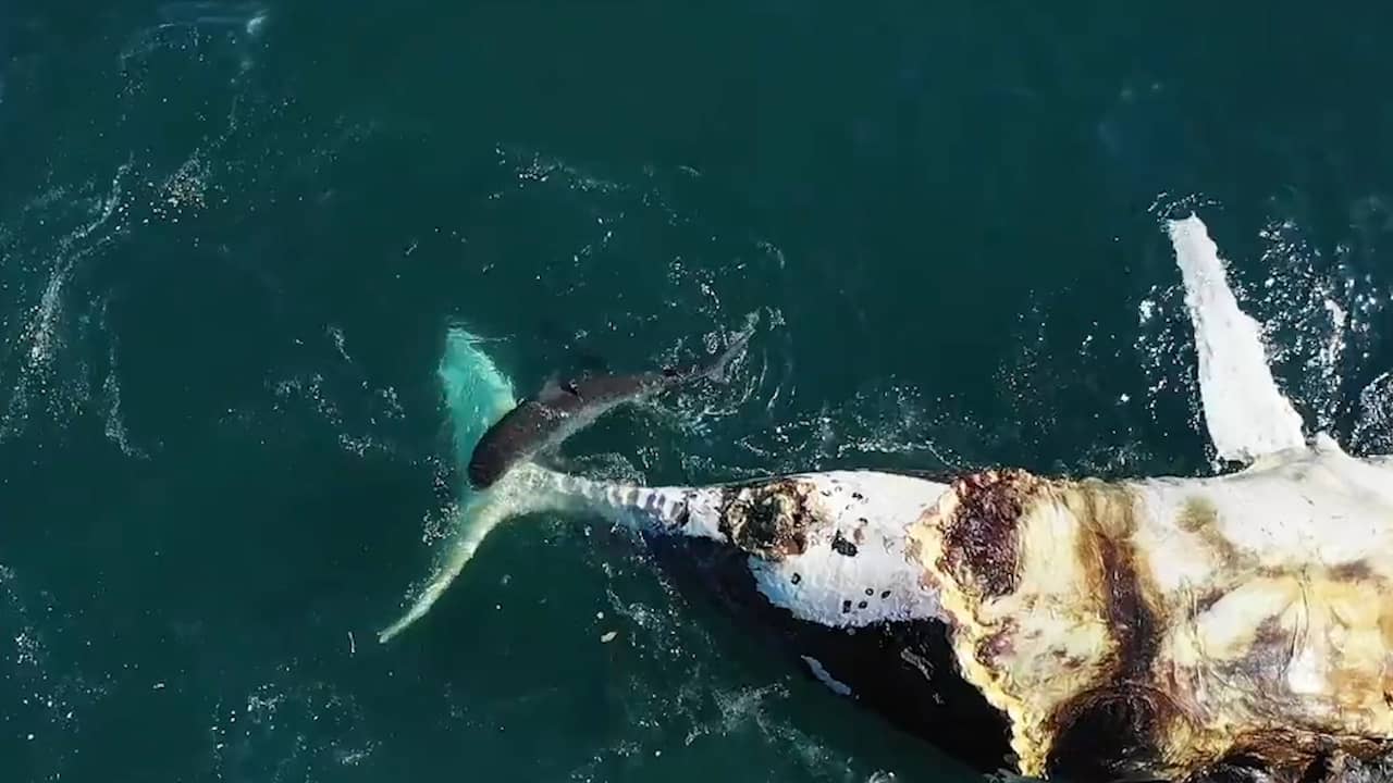 Tijgerhaaien doen zich tegoed aan walviskarkas bij Australische kust