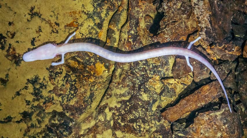 Zeldzame salamander zit ruim zeven jaar op dezelfde plek in grot