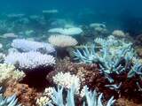 Verbleking zorgt voor 89 procent minder koraalaanwas op Great Barrier Reef