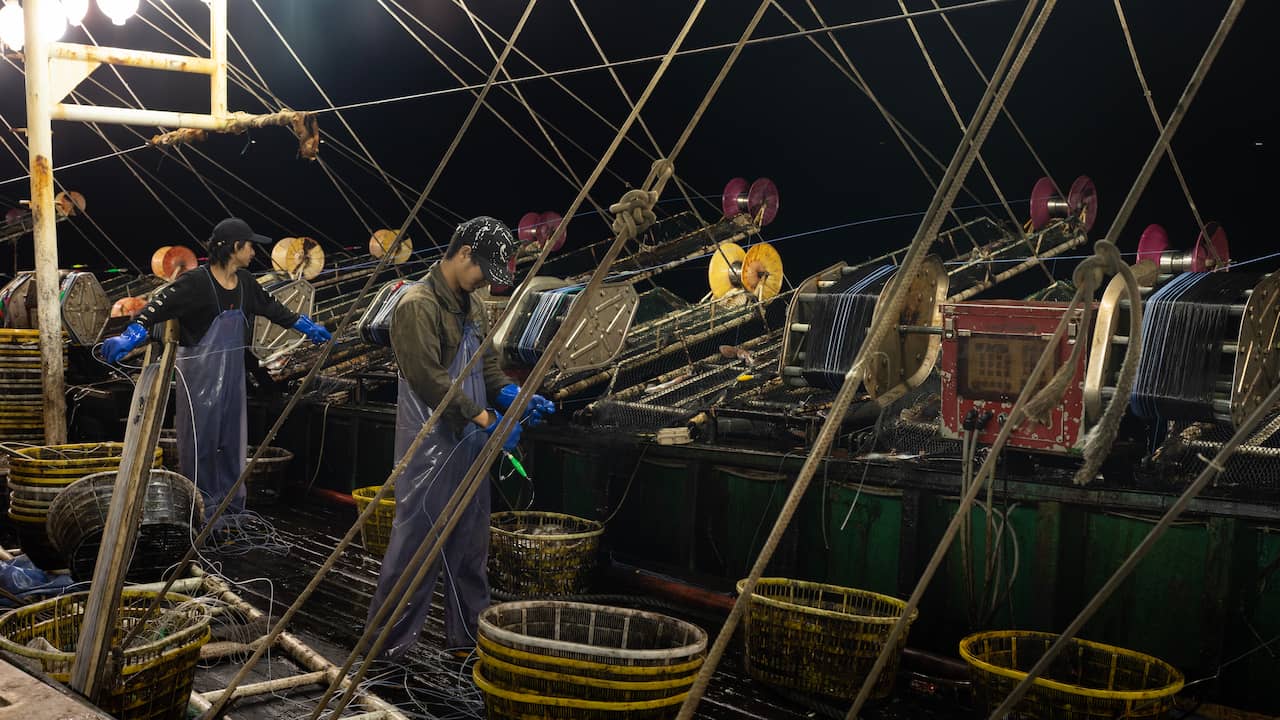 Dutch Supermarkets Sold Fish Made with Chinese Forced Labor: The Outlaw Ocean Investigation