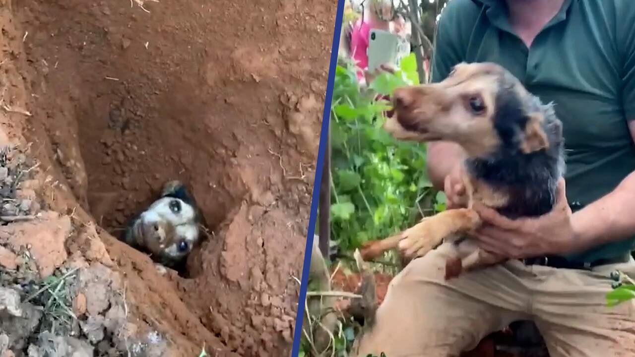 Beeld uit video: Hond na 56 uur vermissing gered uit konijnenhol