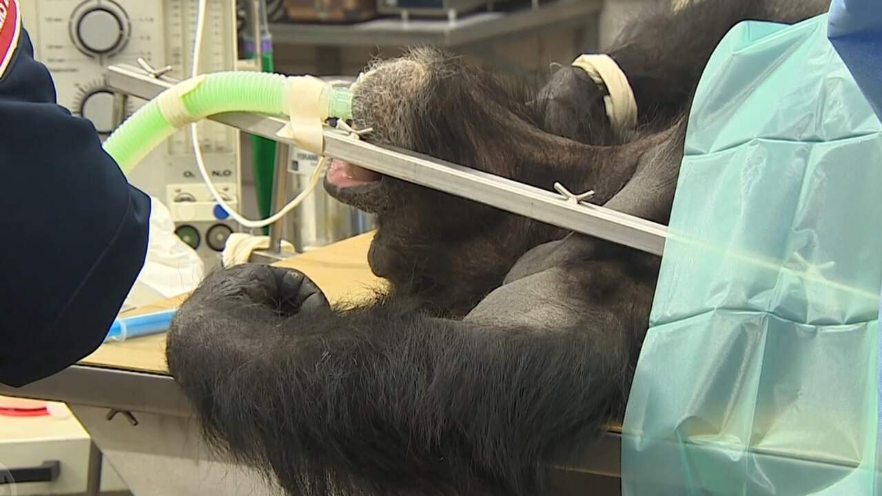 Beeld uit video: Uroloog maakt sterilisatie chimpansee in Burgers Zoo ongedaan