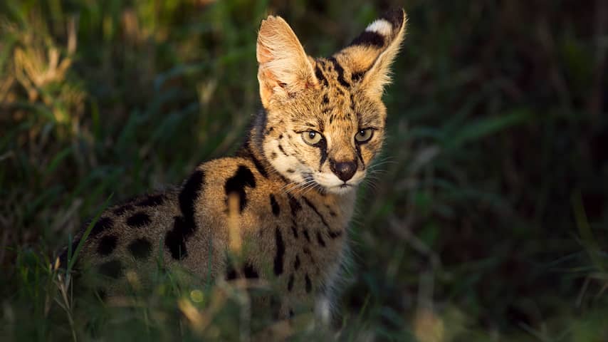 Ontsnapte Serval In Lexmond Wordt Niet Afgemaakt En Mag Naar Stichting ...