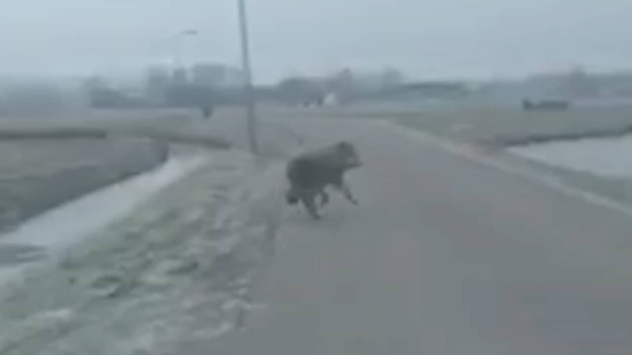 Beeld uit video: Wolf wordt bijna geraakt door vrachtwagen op A28