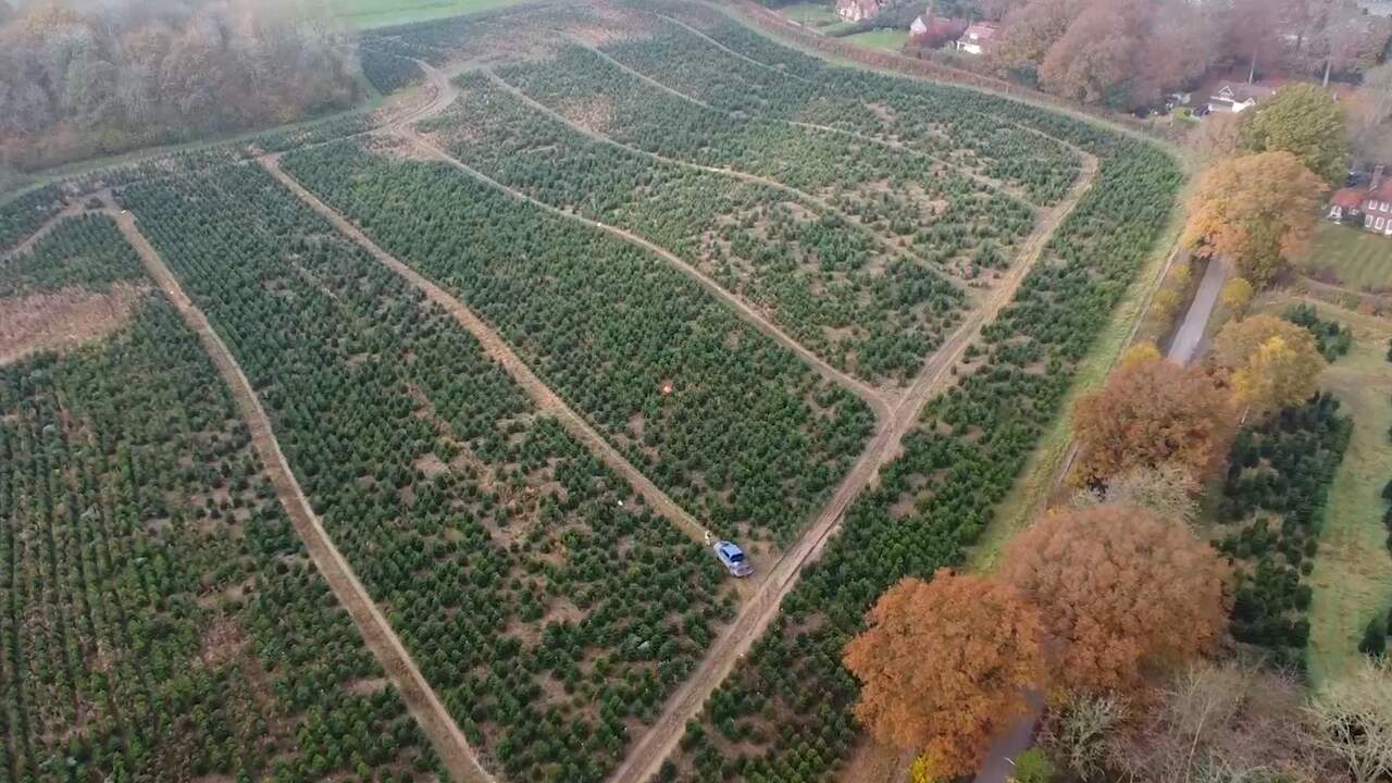 Beeld uit video: Dronebeelden tonen veld met 18.000 kerstbomen voor verkoop