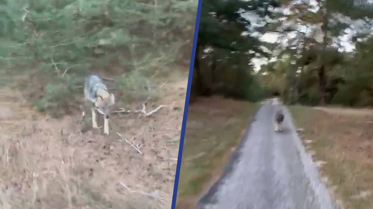 Beeld uit video: Fietser filmt achtervolging van wolf op De Hoge Veluwe
