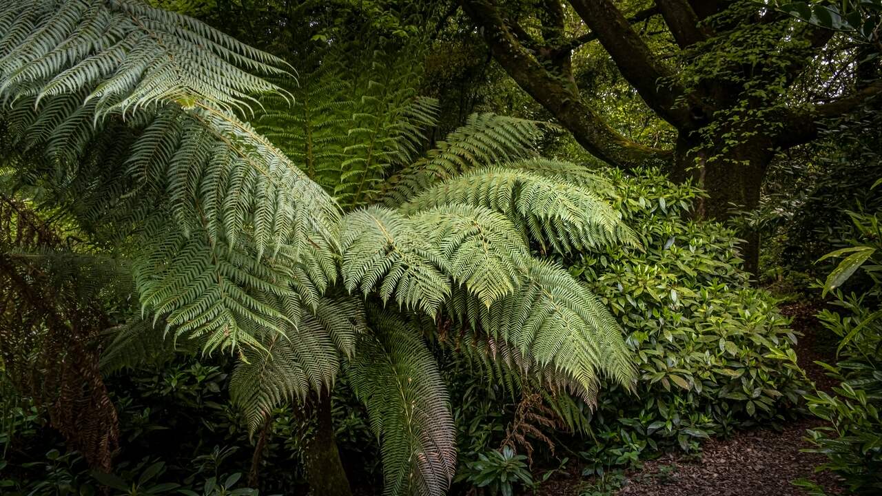 Un parco in Tasmania vince il premio come parco più brutto del mondo  al di fuori