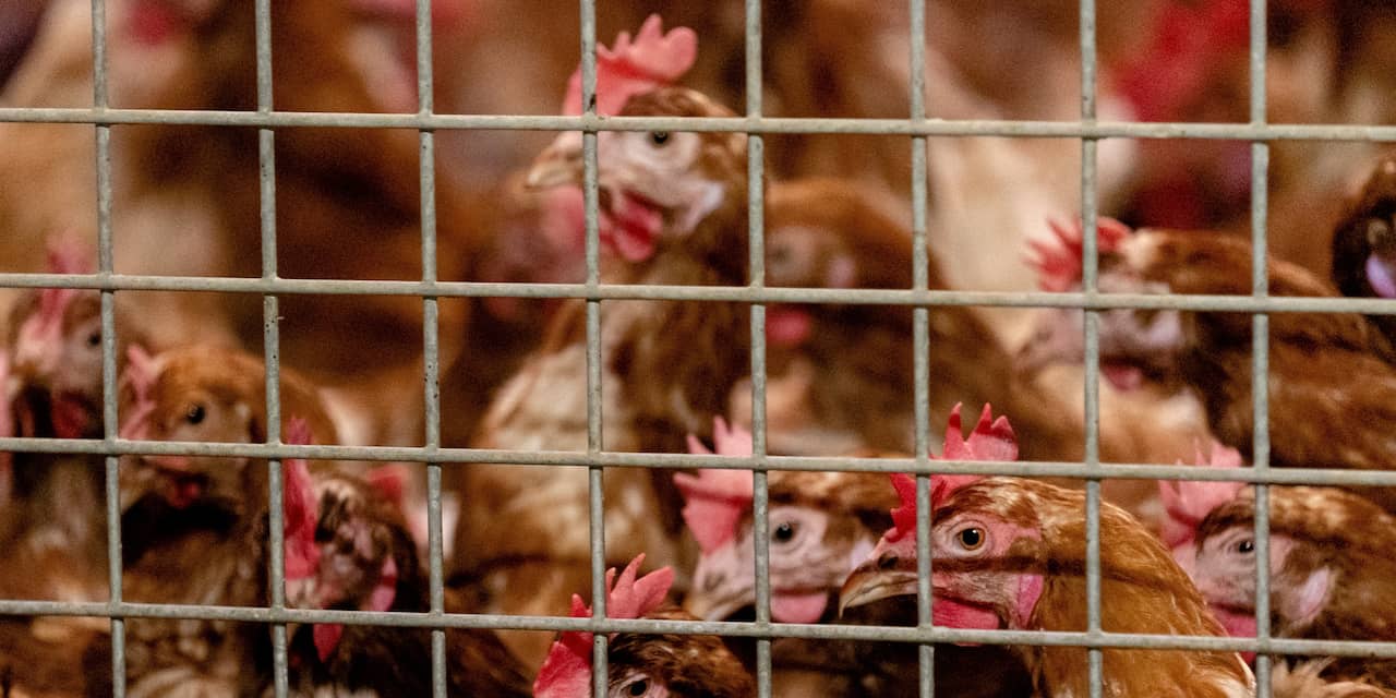 Vrijwilligers stadsboerderij in tranen: 137 kippen geruimd na uitbraak vogelgriep