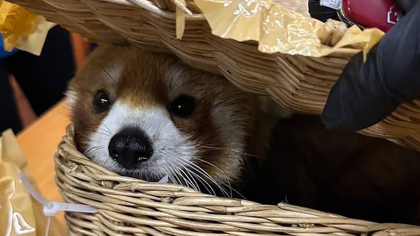 Rode panda en 86 andere dieren gevonden in bagage op Thais vliegveld
