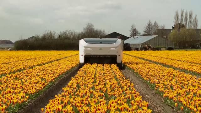 Tulpenrobot roeit ziekten uit op Nederlandse bollenvelden