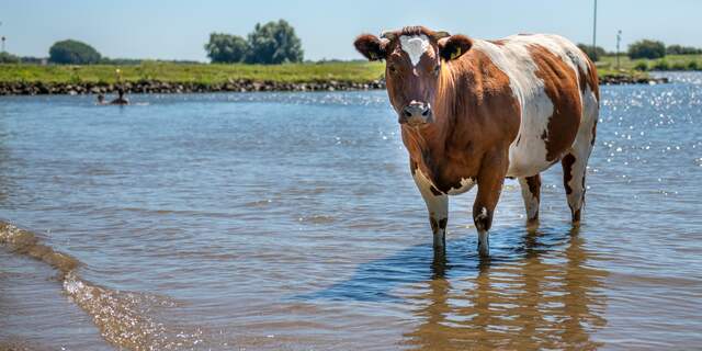 Maatregelen tegen hoogwater in de regio Utrecht worden weer opgeheven