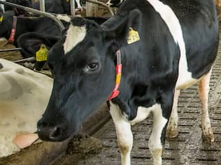 Ontsnapte koe Hermien na twee maanden gevangen