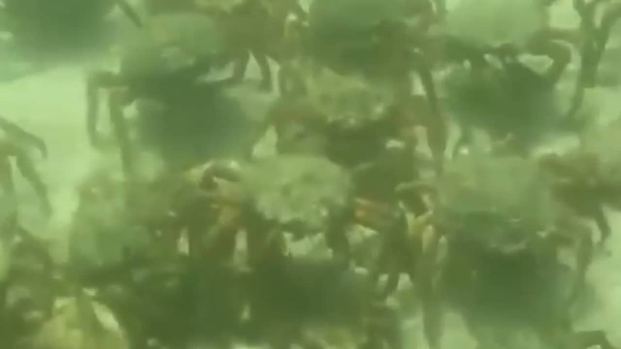 Beeld uit video: Duizenden spinkrabben overspoelen strand in Engeland