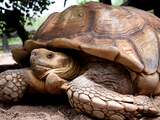 Schildpaddencentrum vanaf woensdag weer open voor bezoekers