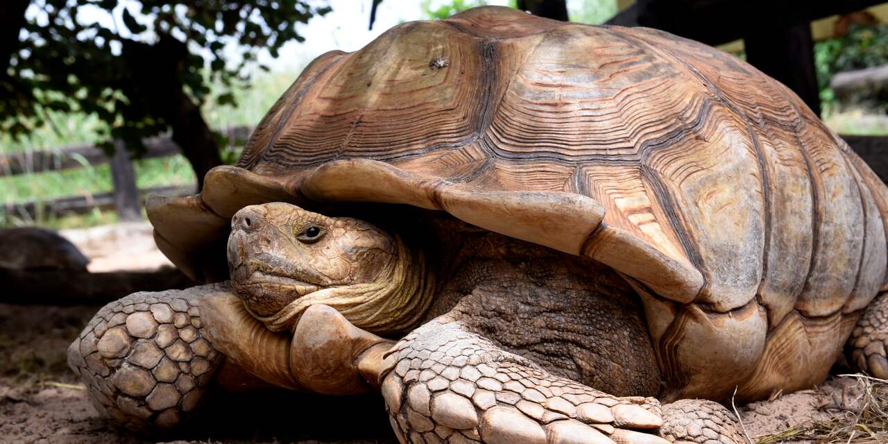 Schildpaddencentrum vanaf woensdag weer open voor bezoekers