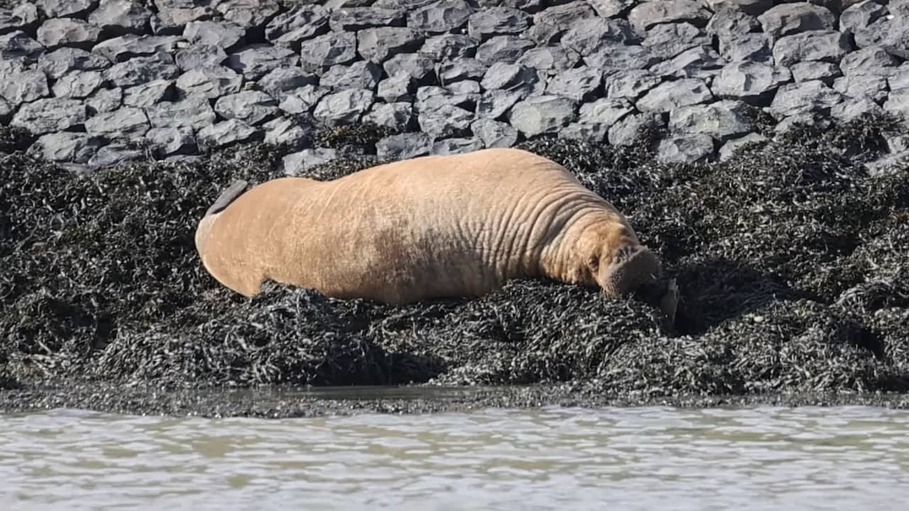 Beeld uit video: Luierende walrus in Harlingen heeft veel bekijks